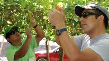 Ministerio del Trabajo condenó intoxicación de temporeros en Longaví