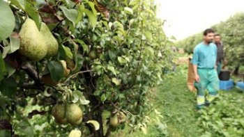 Fundo afectado por intoxicación de trabajadores aseguró que no habrá despidos