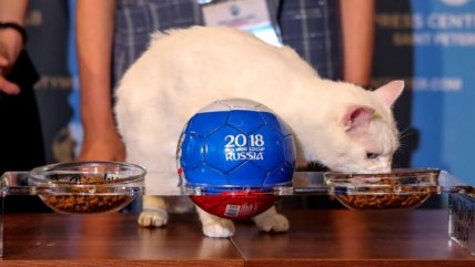 La primera predicción del gato 