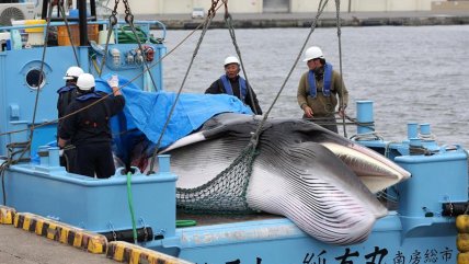   Japón reanudó repudiada caza de ballenas con fines comerciales 