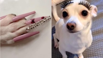   ¿Abuso animal?: Polémica por influencer que hace las uñas acrílicas a su perrita 