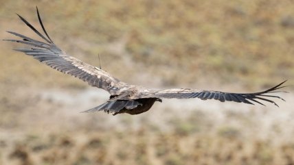   La escuela de la Patagonia donde los cóndores aprenden a volar 
