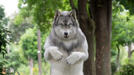   Hombre gasta $18 millones en disfraz de lobo para escapar de su vida de humano 