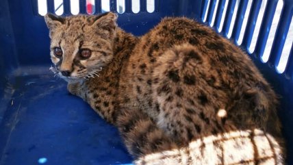  Rescatan a güiña con 