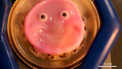   Crean un robot facial con piel 