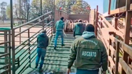   Carabineros recuperó 116 animales robados en la Región de Ñuble 