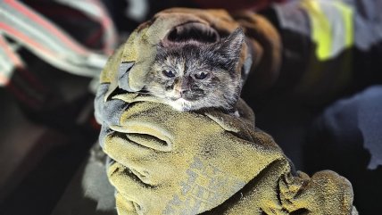   Bomberos rescató a gatito de incendio que afectó a bodegas en Estación Central 