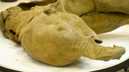   Descubren una cría de mamut de 50.000 años de antigüedad 