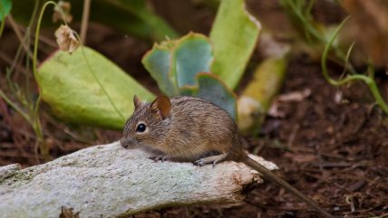   ¿Salida de camping? Recomendaciones para prevenir virus Hanta en época estival 