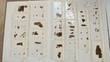   Museo de EEUU devuelve a China antiguos manuscritos en seda de los Reinos Combatientes 