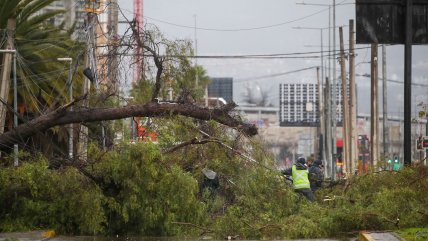   Sistema frontal: Araucanía registra caídas de árboles y Biobío lluvias de hasta 80 milímetros 