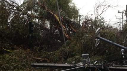   Sistema frontal: Araucanía registra caídas de árboles y Biobío lluvias de hasta 80 milímetros 