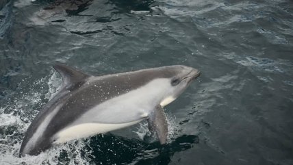  Estudio advierte que tráfico marino amenaza la presencia del delfín austral  