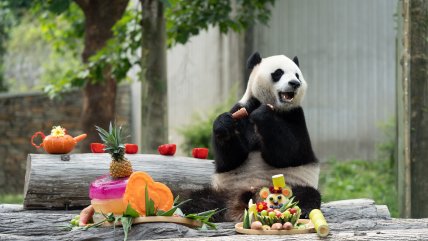   Dulce celebración: los pandas gigantes celebran un nuevo año de vida en Sichuan 