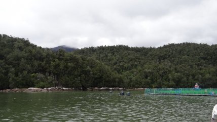  SMA ordenó clausurar dos centros de salmonera extranjera en Aysén  