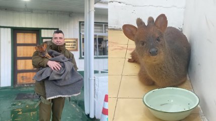   Carabineros acogió a pudú con lesiones tras ser entregado en retén de Mehuín 