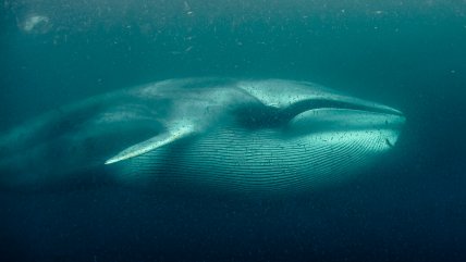   Por Dominga: Greenpeace muestra la ruta de alimentación de la ballena fin 