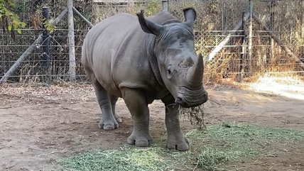   ¡Adiós Atanasio! Rinoceronte viajará del Buinzoo a Brasil 