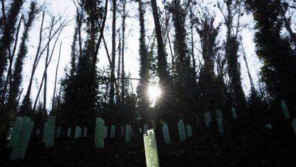  Congreso Futuro: Uso sustentable de árboles introducidos y el riesgo de especies invasoras  