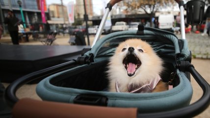  Mercado de comida para mascotas en Chile cerrará el año en US$ 1.400 millones  