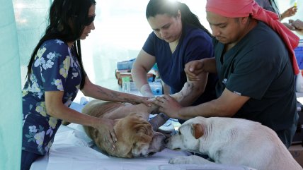  Jara propone seguro veterinario y red nacional de clínicas para mascotas  