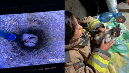   Bomberos de Maipú rescató a pequeño gato atrapado en concreto 