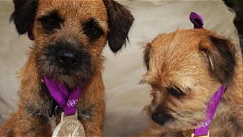 Los perros de Andy Murray posaron con sus medallas olímpicas