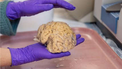Estudio descifró secretos de los Estudio descifró secretos de los