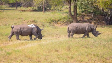   Cuatro rinocerontes son reintroducidos en Uganda tras décadas de extinción 