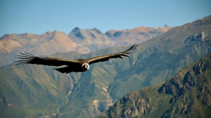   Liberan a tres jóvenes cóndores andinos en la Patagonia 