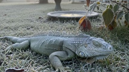   Récord de frío y nieve en Florida provoca una 