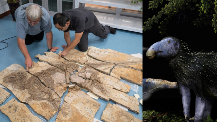   Un dinosaurio con púas como las del puercoespín reescribe la historia evolutiva 