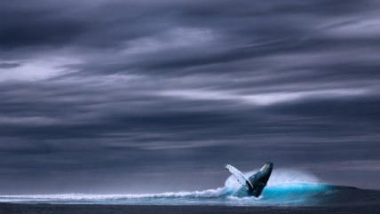   Congreso Futuro: La vida secreta de la ballena azul 