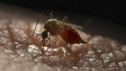  Alerta sanitaria en Arica por segundo caso de Chikungunya  
