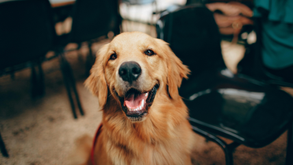   Investigación confirmó lo obvio: los perros indoor empeoran la calidad del aire 