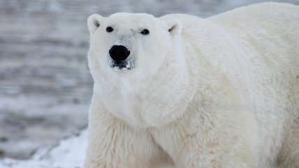  Osos polares sobreviven la reducción del hielo cambiando su dieta y hasta suben de peso 