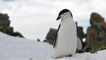   La población de pingüinos barbijo en la Antártida ha disminuido 60 % en 40 años 