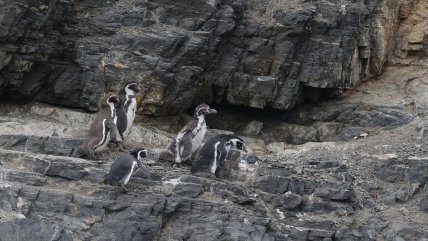  Gobierno retiró 43 decretos ambientales: protegían fauna nativa y parques nacionales 