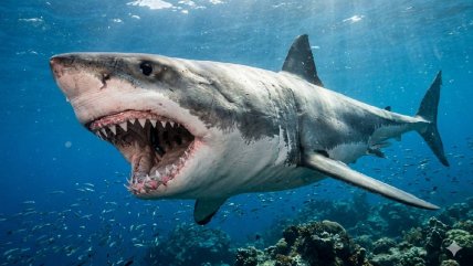   Tiburones dieron positivo a cocaína y cafeína en Bahamas 