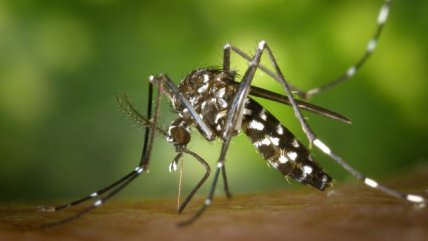   Salud activó plan de contingencia por hallazgo de mosquito transmisor del dengue en Tocopilla 