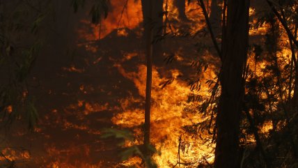  Por incendio forestal, Senapred ordena evacuar sector cordillerano en Antuco 