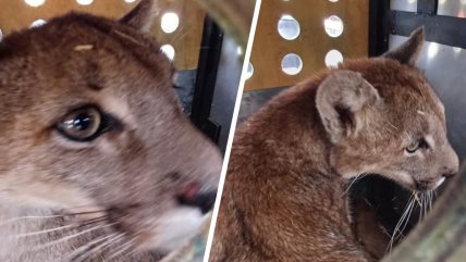   Capturan puma en sector poblado de Paine y evalúan regreso a su hábitat 