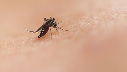   Tras hallazgo de mosquito del dengue, vecinos piden intervenir 